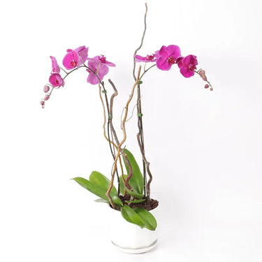 urple Elegance, Double Stem Orchid, White Pot, Phalaenopsis Orchid Plant, Buy Purple elegance online